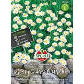 Grow Your Secret Garden Spanisches Gänseblümchen Vergleich