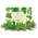 Growgreens Bio Kräutersamen-Set