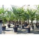 Gruenwaren Jakubi Hanfpalme