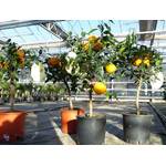 Gruenwaren Jakubik Citrus Yuzu