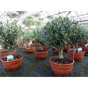 Gruenwaren Jakubik Olivenbaum Bonsai Vergleich