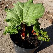 Grüner Garten Frambozen Rood Vergleich