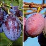 Grüner Garten Shop 2 Sorten Pflaumenbaum