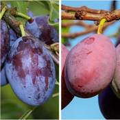 Grüner Garten Shop 2 Sorten Pflaumenbaum Vergleich