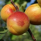 ‎Grüner Garten Shop Aprikosenbaum Vergleich
