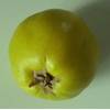Grüner Garten Shop Quittenbirne Pyronia veitchii