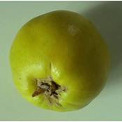 Grüner Garten Shop Quittenbirne Pyronia veitchii Vergleich