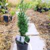 ‎Grüner Garten Shop Schmale Säuleneibe Eibe