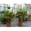 Grünwaren Jakubik Calamondin Orange