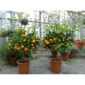 Grünwaren Jakubik Calamondin Orange