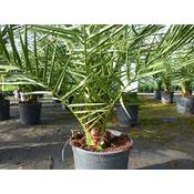 Grünwaren Jakubik Winterharte Palme Pho-110-130 Vergleich