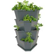 Gusta Garden Paul Potato Starter