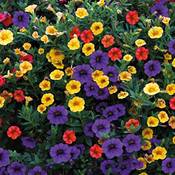 Haloppe Zwerg-Petunien-Blumen Pflanzensamen Vergleich