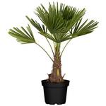 Flowforia Trachycarpus Fortunei