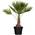 Flowforia Trachycarpus Fortunei