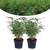 Happy Plants Bambus Pflanze