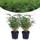 Happy Plants Bambus Pflanze