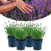 Happy Plants Lavendel Vergleich