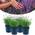 Happy Plants Lavendel