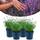 Happy Plants Lavendel