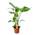 Happy Plants Strelitzia