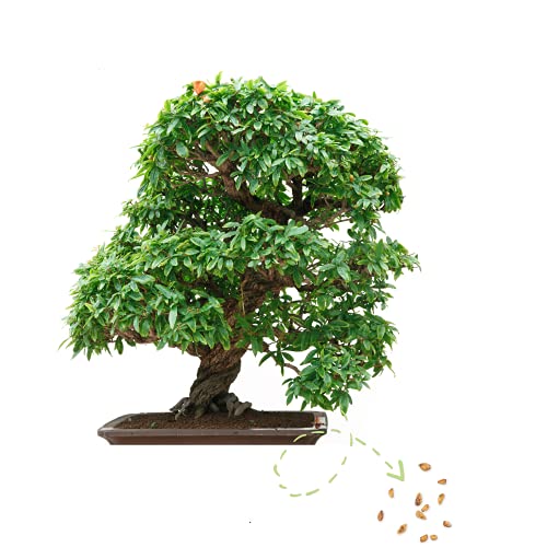 Bonsai-Samen Test & Vergleich  Top 14 im Juni 2026