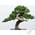 HappySeed Australische Kiefer