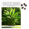 Happyseed Darjeeling Bananen Samen