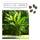 Happyseed Darjeeling Bananen Samen
