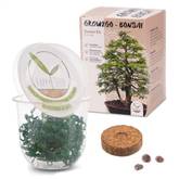 Bonsai-Starter-Kit Test & Vergleich  Top 8 im Juni 2026