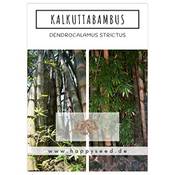 HappySeed Kalkuttabambus