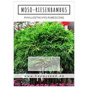 HappySeed Moso-Riesenbambus