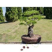 HappySeed Tamarinde
