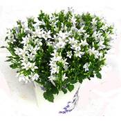 Harro's Pflanzenwelt Dalmatiner Glockenblume Vergleich