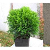 Harro's Pflanzenwelt Thuja occidentalis Danica Vergleich
