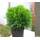 Harro's Pflanzenwelt Thuja occidentalis Danica