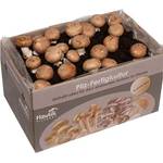 Hawlik Pilzbrut Kleine Steinchampignon Pilzkultur
