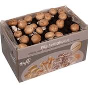 Hawlik Pilzbrut Kleine Steinchampignon Pilzkultur