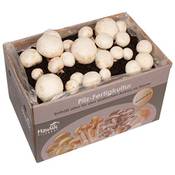 Hawlik Pilzbrut weißer Champignon Pilzkultur