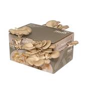 Hawlik Pilzbrut XXL Austernpilzkultur