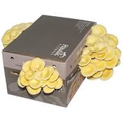 Hawlik Pilzbrut XXL Limonenpilzkultur