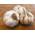 Hoffmeyer Pflanzknoblauch Messidrome