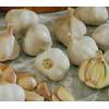 Hofkre Pflanzknoblauch 	‎1432