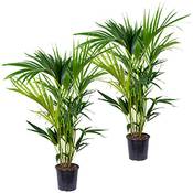 Bloomique Howea forsteriana