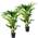 Bloomique Howea forsteriana