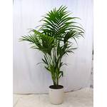 PalmenLager.de Howea forsteriana