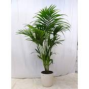 PalmenLager.de Howea forsteriana Vergleich