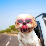 PETLESO Sonnenbrille für Kleine Hunde