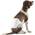 Amazon Basics Hundewickel für Rüden