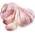 Hymor Violetter Knoblauch